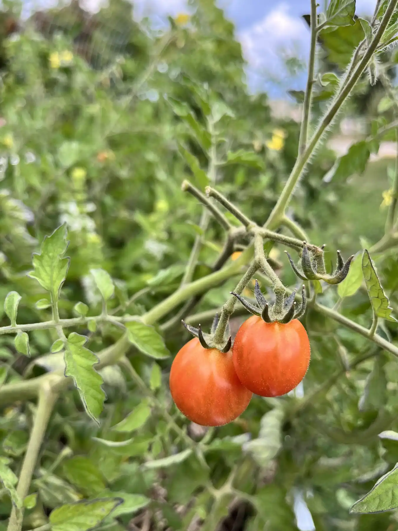 garden tomato