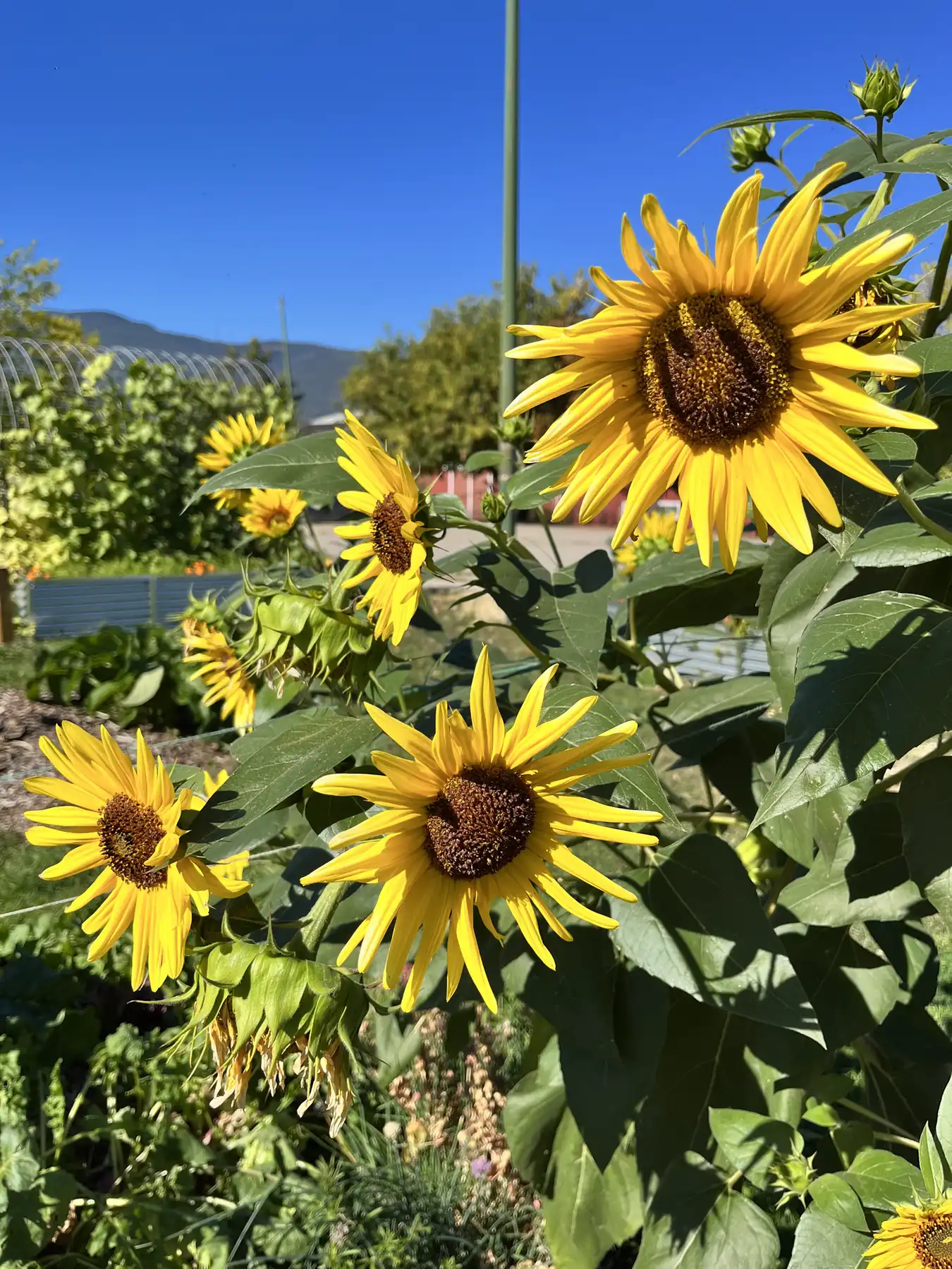 garden flower